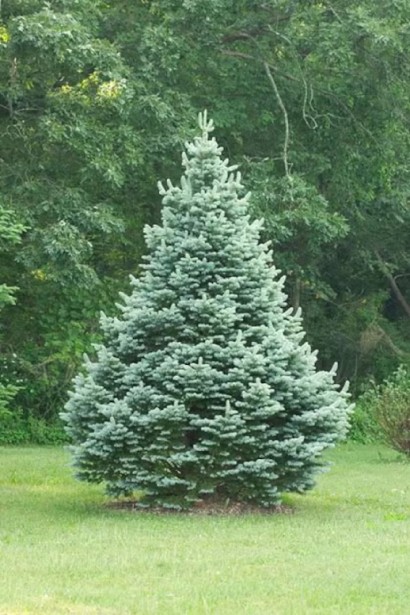 Доросла ялиця Компакта: невелике, гармонійно сформоване дерево для акцентів у ландшафті.